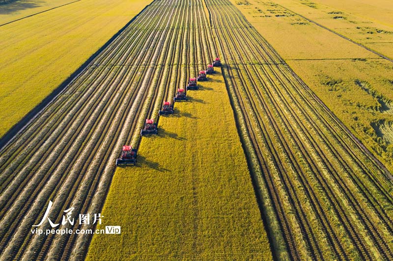 Eneo la Shamba kubwa la Beidahuang mkoani Heilongjiang: mpunga wa maji uliokomaa  wafungua msimu wa mavuno wa majira ya mpukutiko