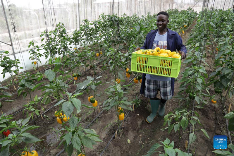 Wakulima wanavuna pilipili mboga huko Madale, Tanzania