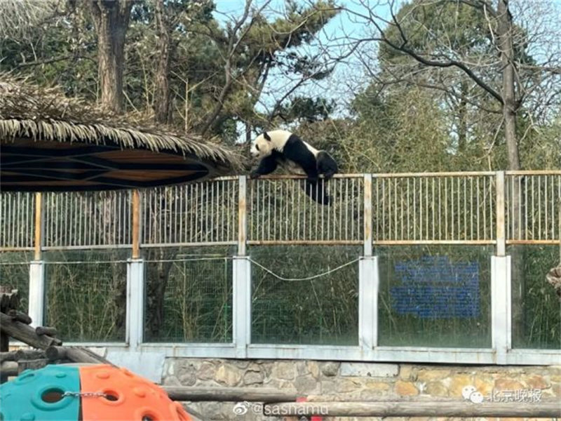 Panda mmoja ‘a(chǎn)toroka gerezani’ kwenye Bustani ya Wanyama ya Beijing 