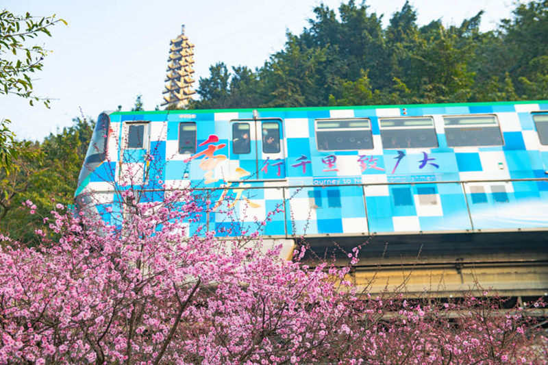 Treni ya Mji wa Chongqing yapita katikati ya bahari ya Maua katika majira ya mchipuko