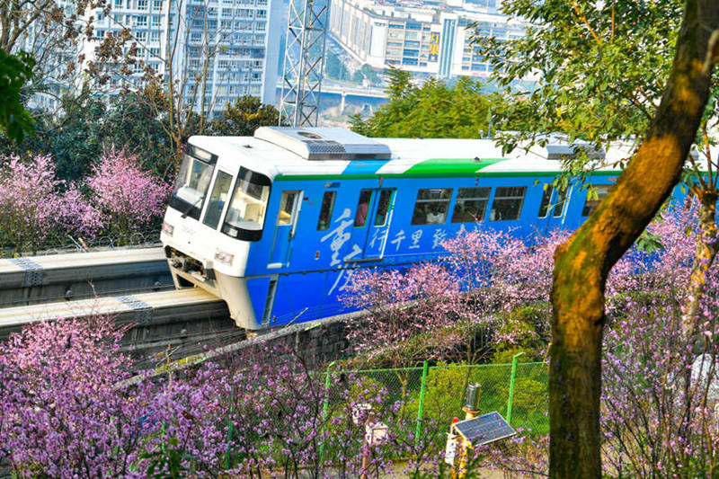 Treni ya Mji wa Chongqing yapita katikati ya bahari ya Maua katika majira ya mchipuko