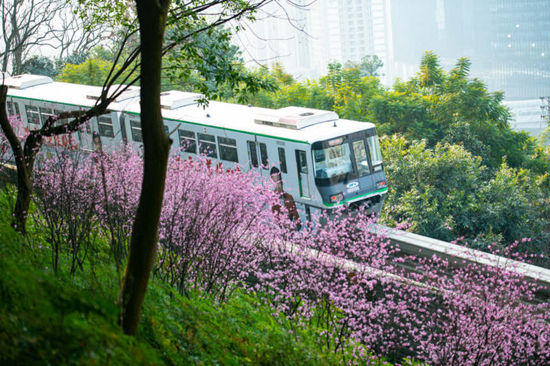 Treni ya Mji wa Chongqing yapita katikati ya bahari ya Maua katika majira ya mchipuko