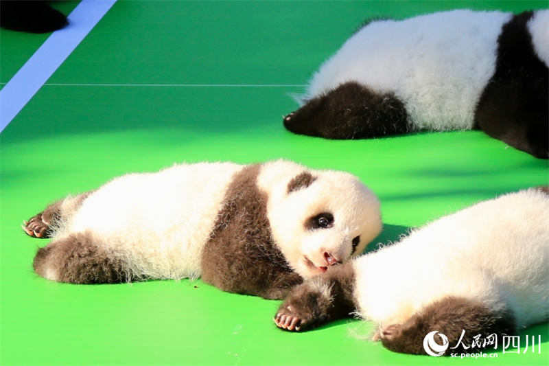 Vitoto vya panda vya Kituo cha Panda cha Chengdu vyaonekana kwa pamoja ili kukaribisha sikukuu ya taifa ya China 