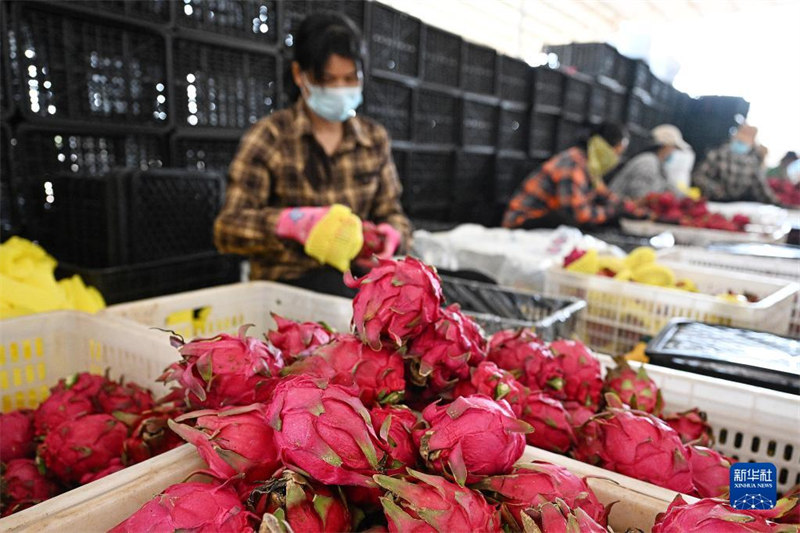 Matunda ya pitaya ya Mji wa Dongfang, Hainan yavunwa