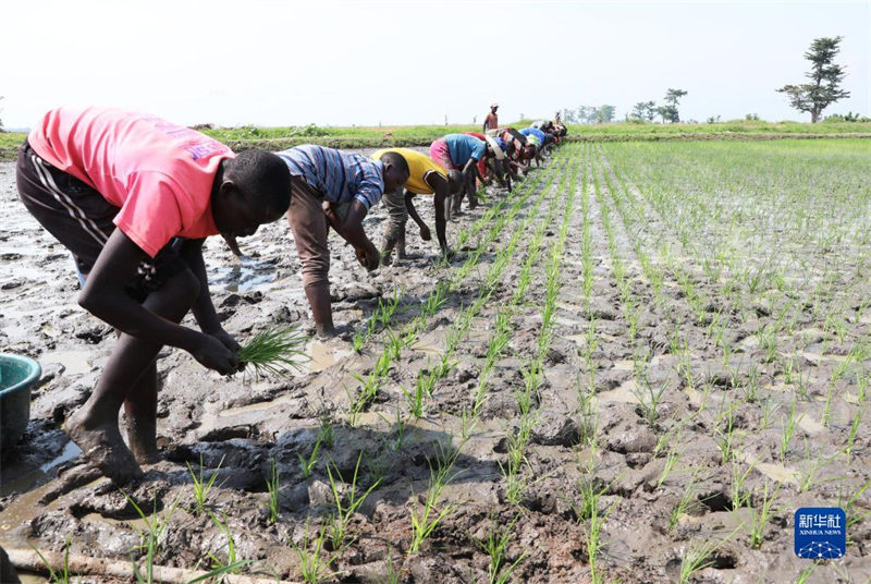 Ufundi wa China wasaidia Burundi kuongeza utoaji wa mpunga