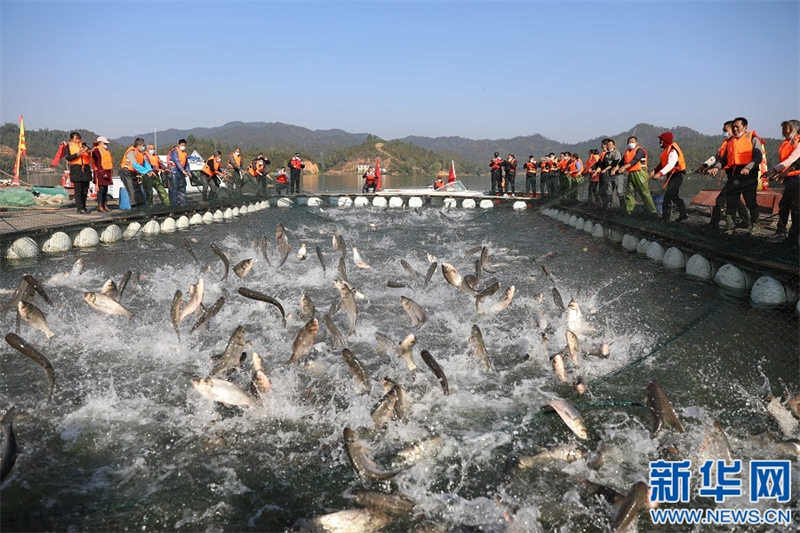 Uvuaji wa samaki katika majira ya baridi Wan’an, Jiangxi