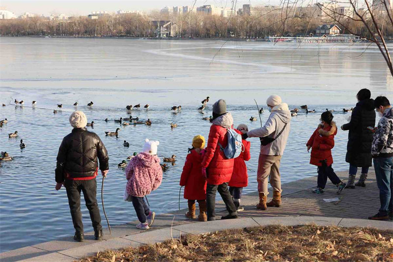 Watalii wakitazama bata-mwitu katika Bustani ya Yuyuantan iliyopo Beijing, China Desemba 18. Kutokana na kutolewa kwa sera mpya za kuboresha hali ya utekelezaji wa hatua za kuzuia na kudhibiti maambukizi ya virusi vya korona, vivutio vingi vya Beijing vimeanza kuwavutia watalii kama kawaida. [Picha na Feng Yongbin/Chinadaily.com.cn]