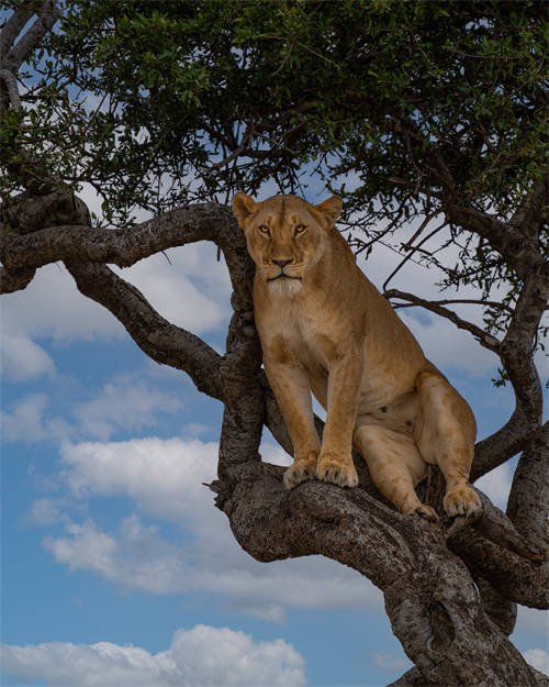 Simba jike apumzika juu ya mti Masai Mara, Kenya 