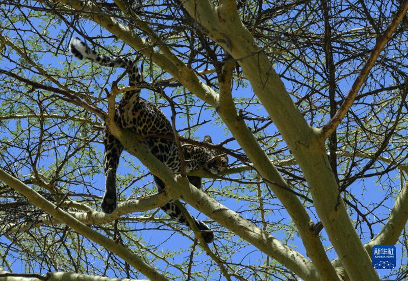 Nanyuki, Kenya: Nyumbani kwa Wanyama pori Yatima