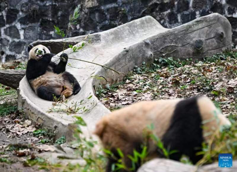 Habari Picha: Panda wakifurahia vilivyo kwenye kituo cha kuzaliana huko Sichuan, China