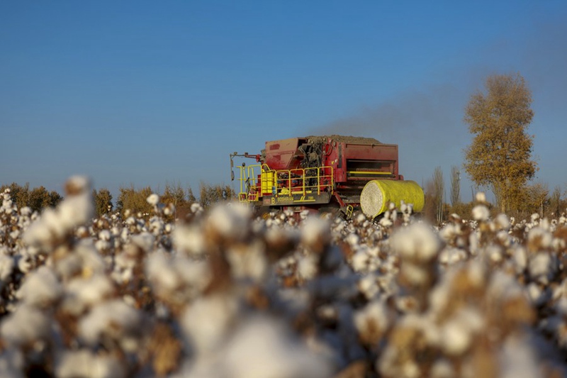 Mashine ya kuchuma pamba ikifanya kazi kwenye shamba la pamba katika Wilaya ya Xayar, Mkoa unaojiendesha wa Kabila la Wauygur wa Xinjiang, Kaskazini Magharibi mwa China. (Picha na Liu Yuzhu/Xinhua)