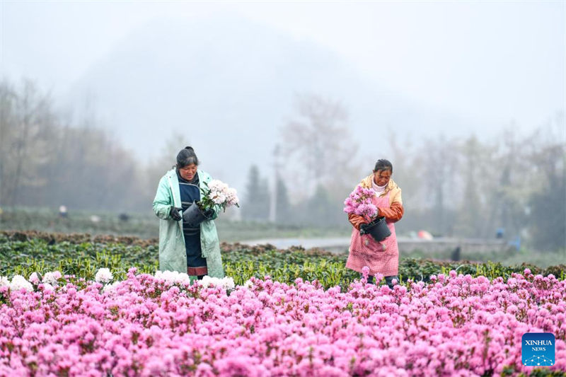 Mkoa wa Guizhou China waweka mkazo katika kilimo cha spishi za maua ya alpine ili kuimarisha ustawishaji wa vijiji