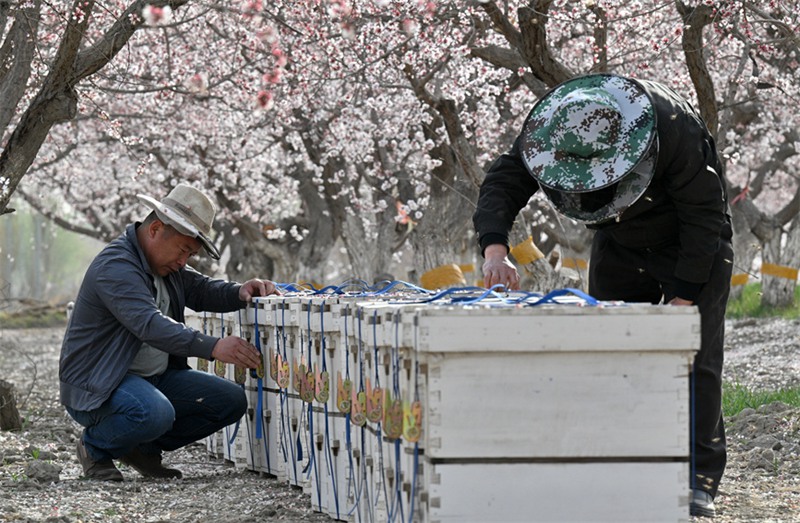 Wafugaji wa nyuki wana pilikapilika za kutafuta utajiri wakati wa maua kuchanua huko Xinjiang, China