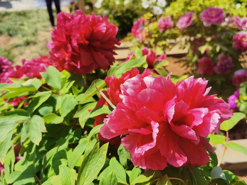 Katika Picha: Furahia maua ya Peony yanayochanua huko Luoyang, China