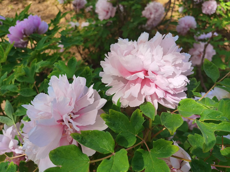 Katika Picha: Furahia maua ya Peony yanayochanua huko Luoyang, China