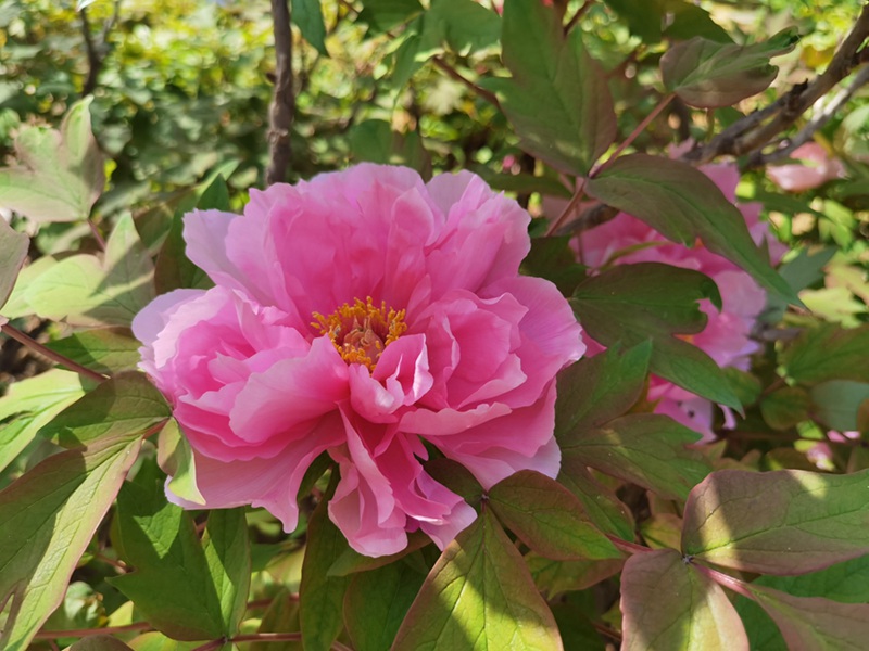 Katika Picha: Furahia maua ya Peony yanayochanua huko Luoyang, China