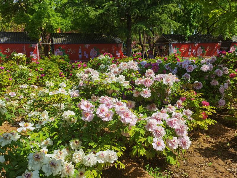 Katika Picha: Furahia maua ya Peony yanayochanua huko Luoyang, China