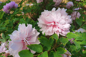 Katika Picha: Furahia maua ya Peony yanayochanua huko Luoyang, China