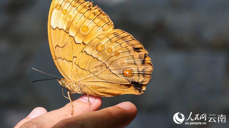 Vipepeo wachanga (pupa) karibu milioni 100 wavunja kwa pamoja vifuko vya uzazi kuwa vipepeo kamili huko Yunnan, China