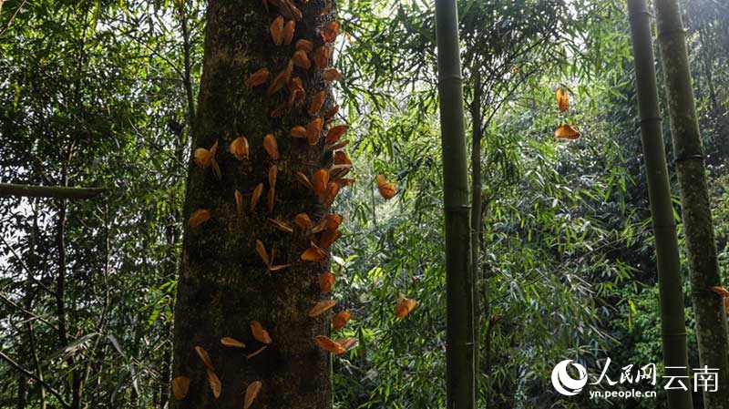 Vipepeo wachanga (pupa) karibu milioni 100 wavunja kwa pamoja vifuko vya uzazi kuwa vipepeo kamili huko Yunnan, China