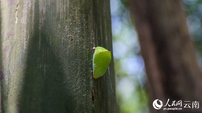 Vipepeo wachanga (pupa) karibu milioni 100 wavunja kwa pamoja vifuko vya uzazi kuwa vipepeo kamili huko Yunnan, China