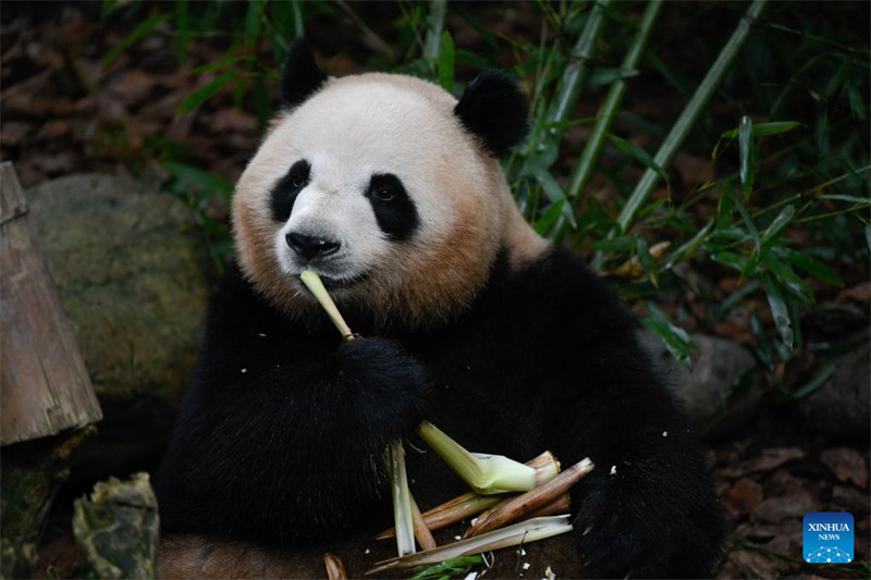 Panda Mei Lan asherehekea miaka 7 tangu kuzaliwa kwake huko Chengdu, Kaskazini Magharibi mwa China