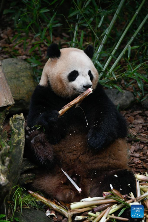 Panda Mei Lan asherehekea miaka 7 tangu kuzaliwa kwake huko Chengdu, Kaskazini Magharibi mwa China