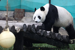 Panda "Ganggang" aishi kwa kupuliziwa ubaridi na kiyoyozi ili kupoza joto kali la majira ya joto