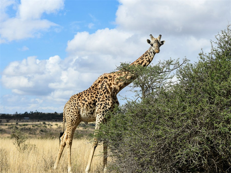 Kutalii?Hifadhi ya Taifa ya Nairobi nchini Kenya kupitia lenzi ya kamera