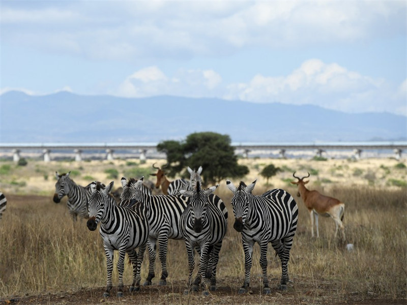 Kutalii?Hifadhi ya Taifa ya Nairobi nchini Kenya kupitia lenzi ya kamera