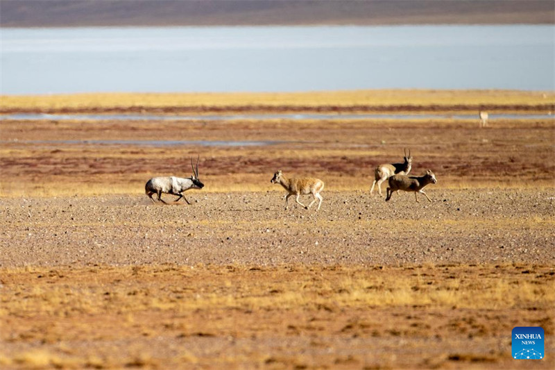 Swala wa Tibet katika Mkoa?wa Tibet?nchini China waingia katika msimu wa kujamiiana