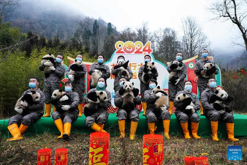 Vitoto vya panda vyaoneshwa kwa umma kwa pamoja katika kundi kwenye vituo vya kuzaliana huko Sichuan, China