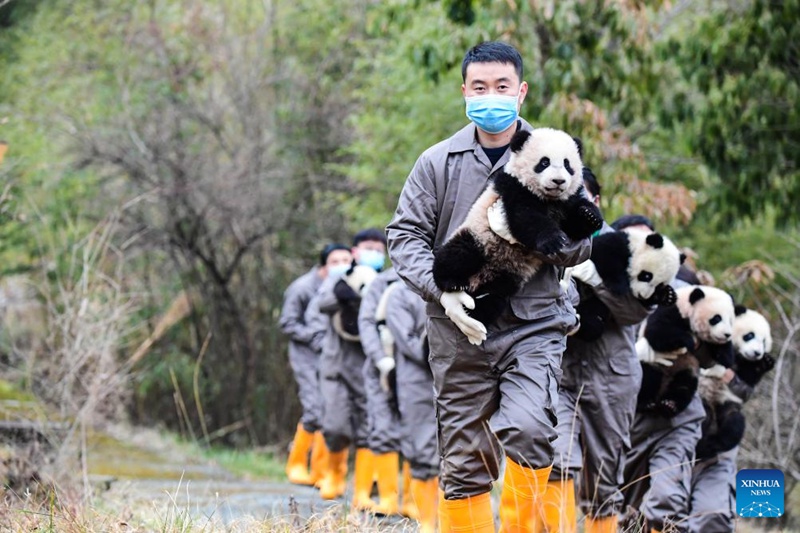 Vitoto vya panda vyaoneshwa kwa umma kwa pamoja katika kundi kwenye vituo vya kuzaliana huko Sichuan, China