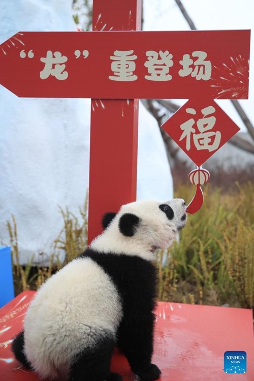 Vitoto vya panda vyaoneshwa kwa umma kwa pamoja katika kundi kwenye vituo vya kuzaliana huko Sichuan, China