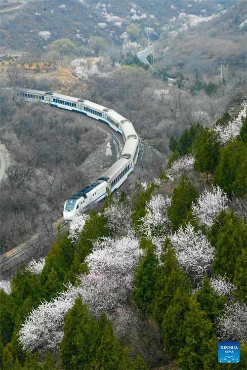 Treni yaendeshwa katikati ya maua karibu na sehemu ya Juyongguan ya Ukuta Mkuu?wa Beijing