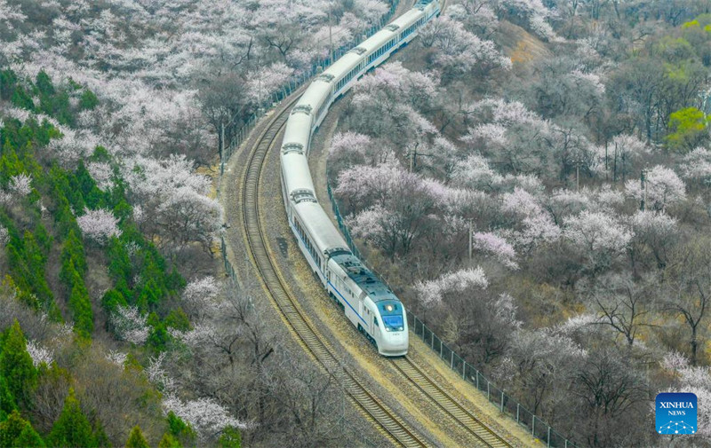 Treni yaendeshwa katikati ya maua karibu na sehemu ya Juyongguan ya Ukuta Mkuu?wa Beijing