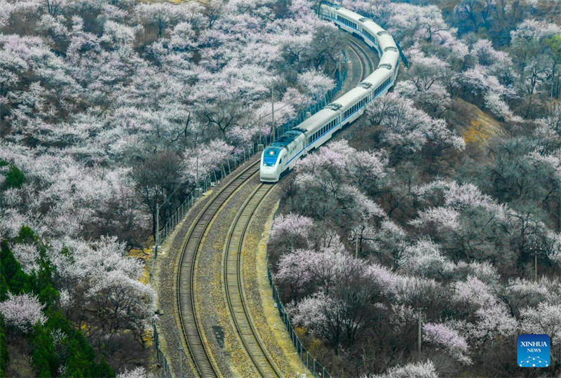 Treni yaendeshwa katikati ya maua karibu na sehemu ya Juyongguan ya Ukuta Mkuu?wa Beijing