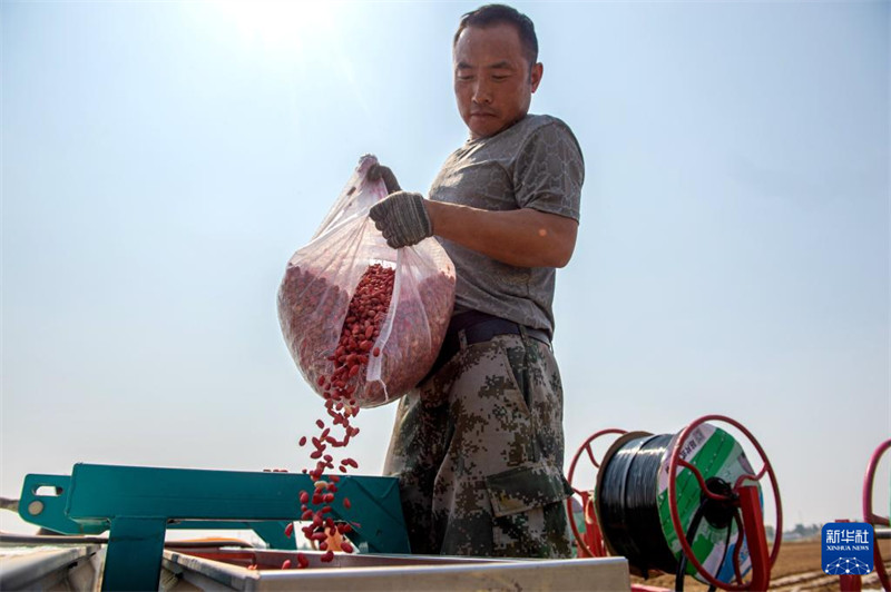 Uzalishaji wa kanranga huko Zaoqiang, Hebei