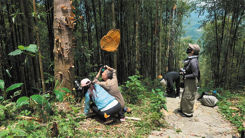 Mlinzi wa Kipepeo achunguza bioanuwai ya Yunnan, China