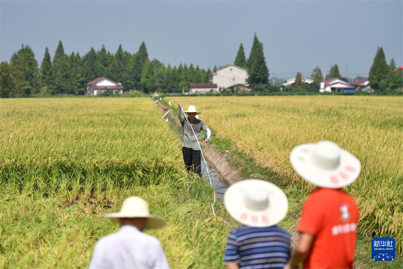 Uvunaji wa msimu wa kwanza na upimaji mazao ya mpunga unaozalishwa?kwa kujirudia tena kwenye shamba linalojiendesha bila binadamu huko Yiyang, Mkoani Hunan, China