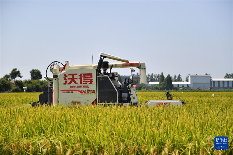 Uvunaji wa msimu wa kwanza na upimaji mazao ya mpunga unaozalishwa?kwa kujirudia tena kwenye shamba linalojiendesha bila binadamu huko Yiyang, Mkoani Hunan, China