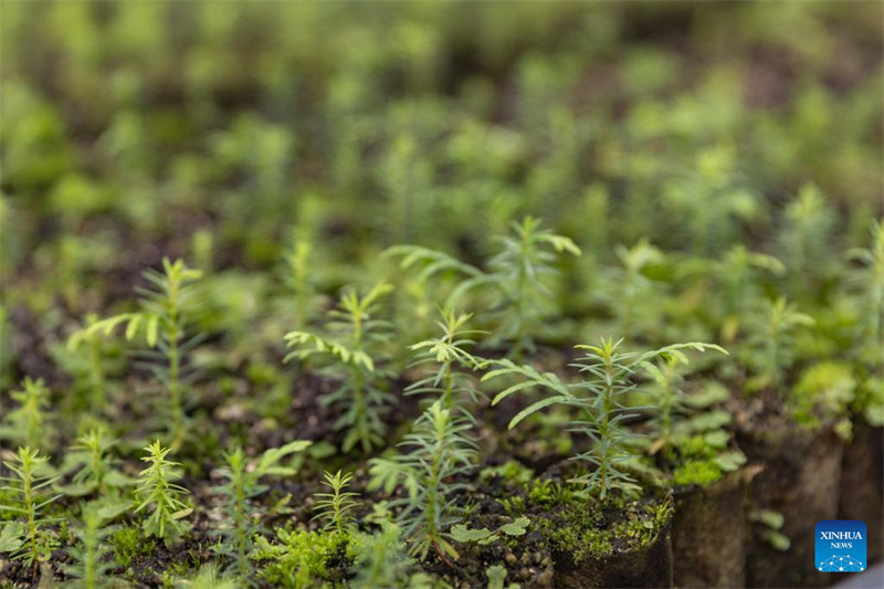 Miche ya Thuja sutchuenensis ikionekana kwenye Kituo cha utafiti wa Thuja sutchuenensis wa Hifadhi ya kitaifa ya Xuebaoshan katika Eneo la Kaizhou la Mji wa Chongqing, Kusini Magharibi mwa China, Agosti 7, 2024. (Xinhua/Huang Wei)