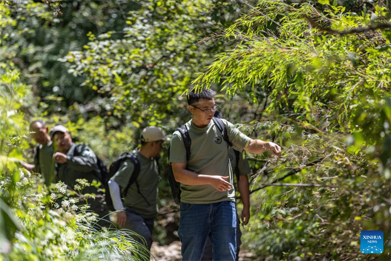 Katika picha: Walinzi wa miti iliyo hatarini kutoweka katika Mji wa Chongqing, Kusini Magharibi mwa China