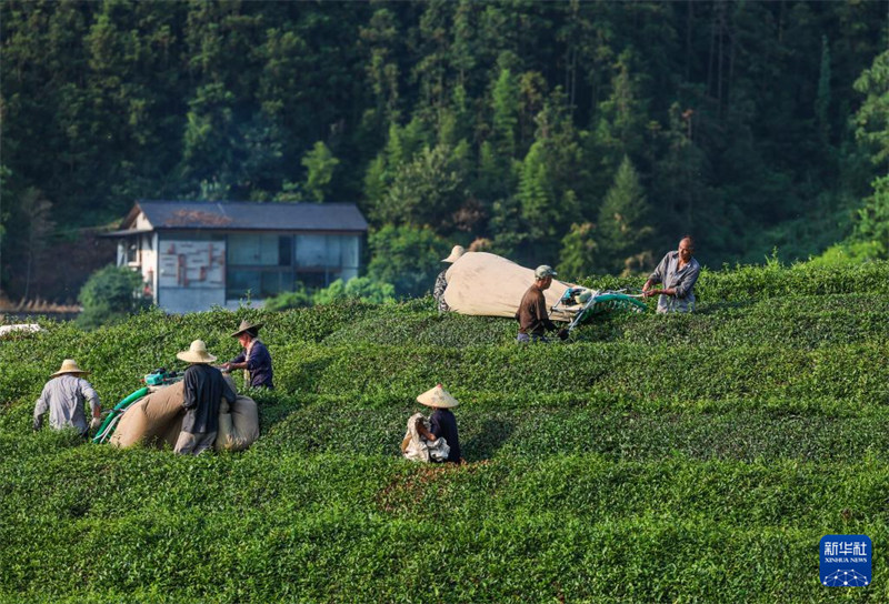 Chai ya majira ya joto yakaribisha mavuno mazuri ?huko Jiande,?Mkoa wa Zhejiang, China