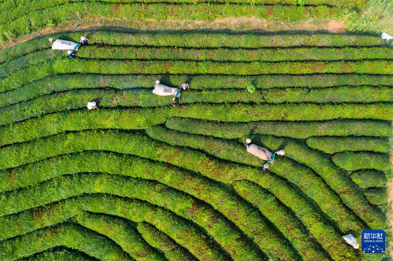 Chai ya majira ya joto yakaribisha mavuno mazuri ?huko Jiande,?Mkoa wa Zhejiang, China