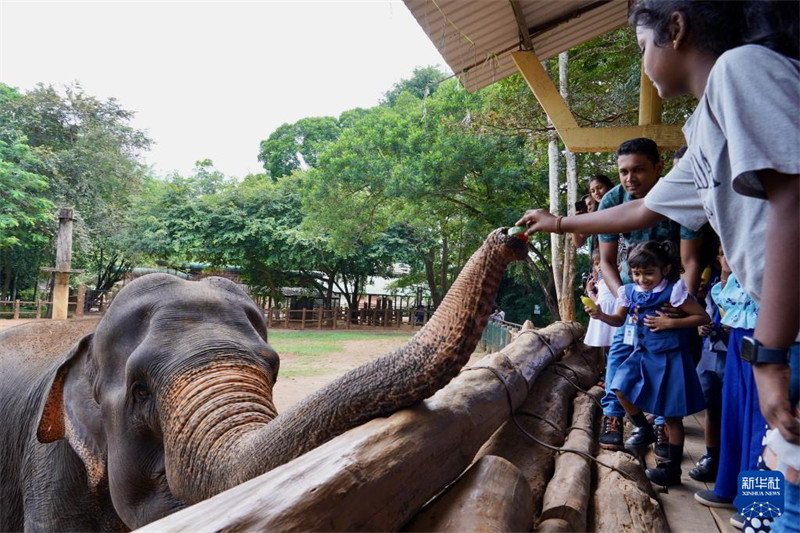 Watu Watembelea Kituo?cha Tembo?Yatima?cha Sri Lanka