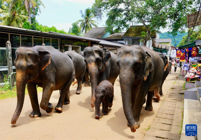 Watu Watembelea Kituo?cha Tembo?Yatima?cha Sri Lanka