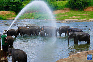 Watu Watembelea Kituo cha Tembo Yatima cha Sri Lanka