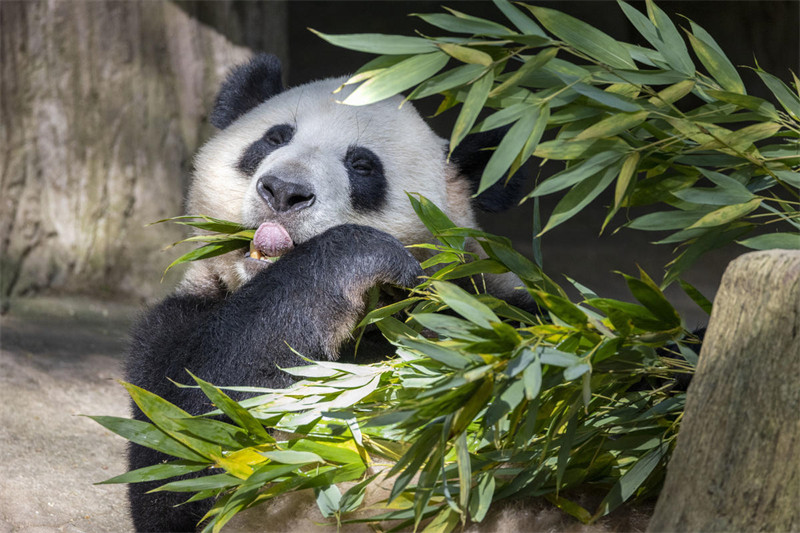 Panda Wafurahia Hali ya Kupoa Joto?la Majira ya Joto katika Mji wa Dujiangyan, Mkoa wa Sichuan, China