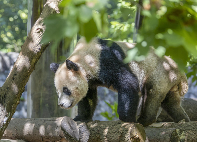 Panda Wafurahia Hali ya Kupoa Joto?la Majira ya Joto katika Mji wa Dujiangyan, Mkoa wa Sichuan, China